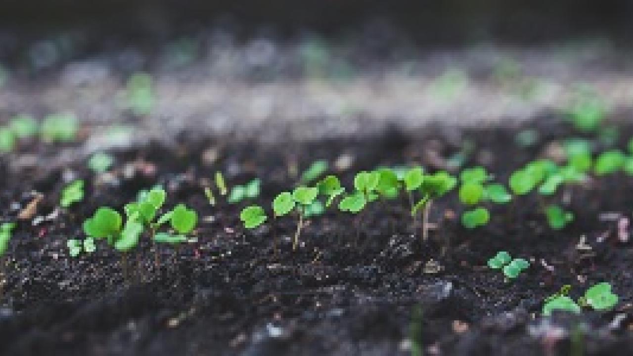 a row of healthy green sprouts growing in a dark soil medium