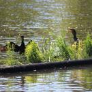 photo of two birds on the Arboretum waterway sunbathing